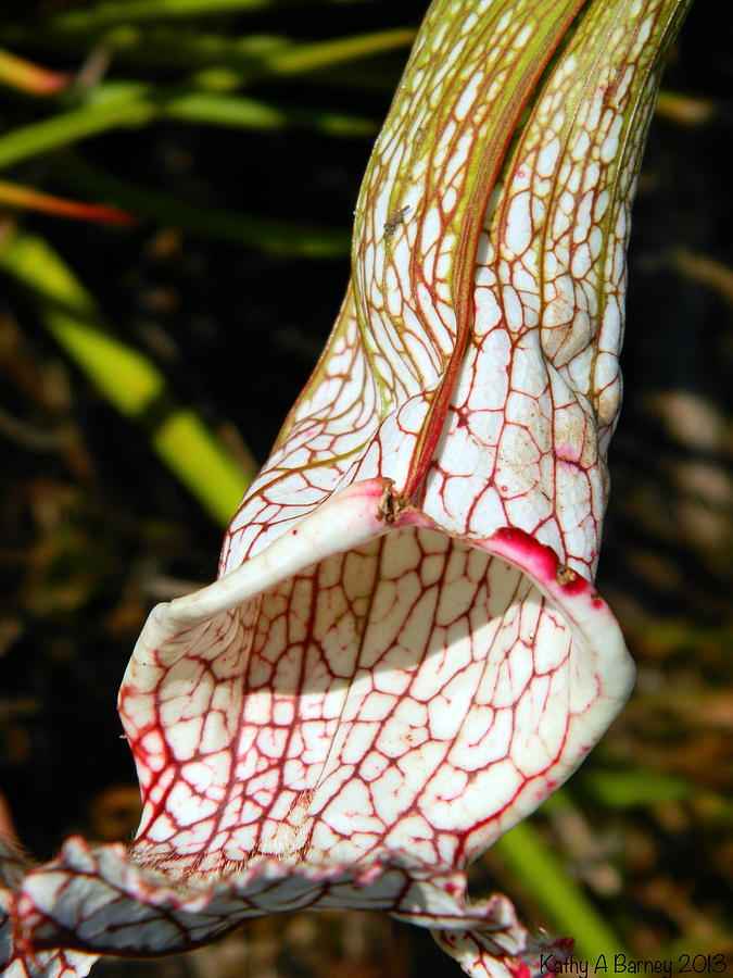 Lily Photograph - Danas Delight Carnivorous Pitcher Plant by Kathy Barney