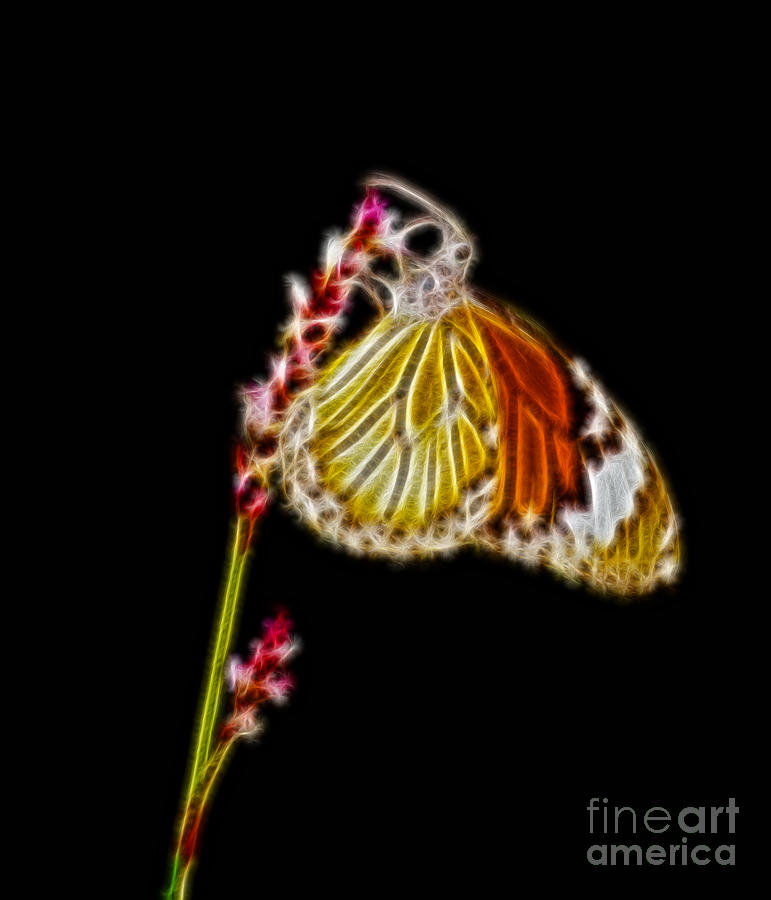 Butterfly Digital Art - Danaus genutia butterfly fractal art by Geet Anjali