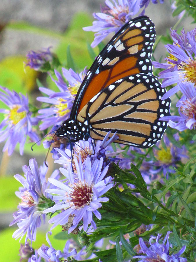 Danaus Plexippus Photograph by Frideswide Photographycom