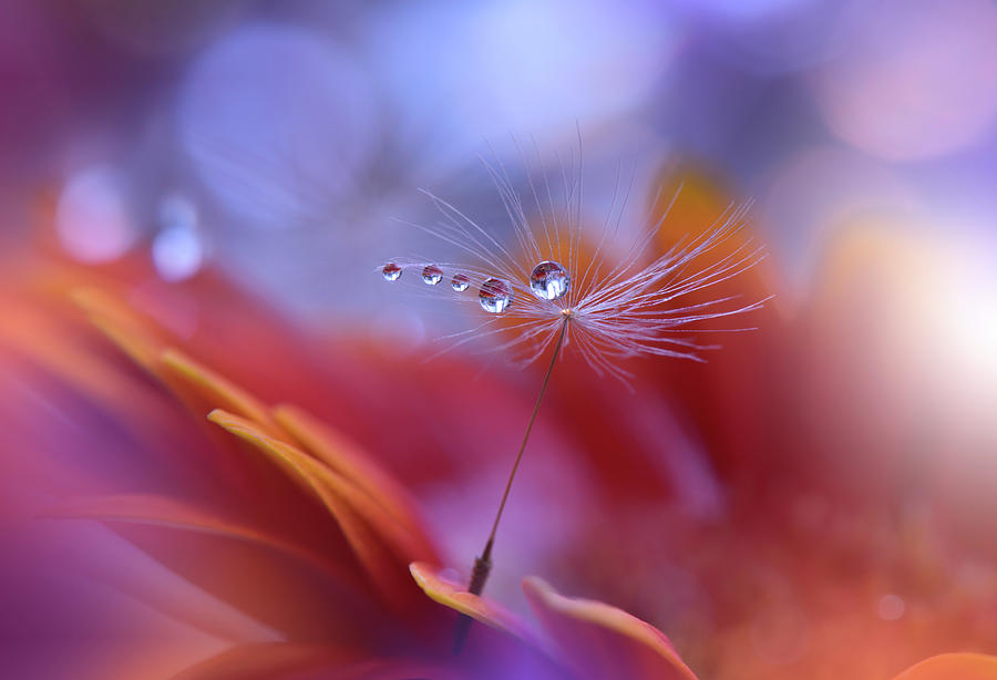 Flower Photograph - Dance In The Light... by Juliana Nan