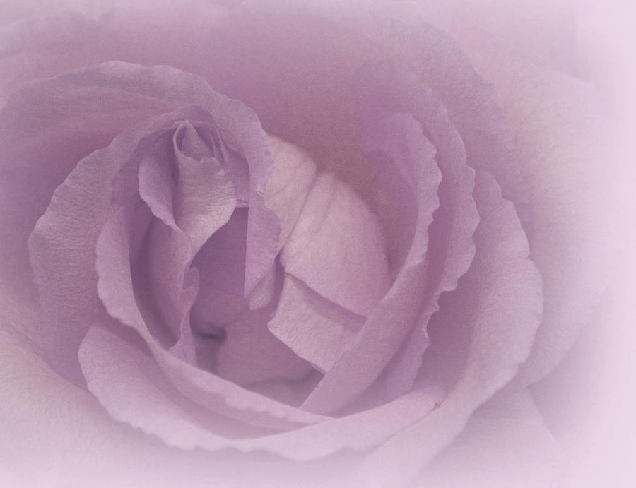 Rose Photograph - Dance of Harmony by The Art Of Marilyn Ridoutt-Greene