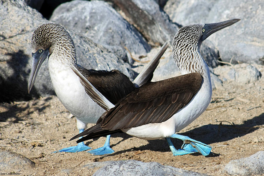 Dance of the Blue Footed Booby Photograph by Sue Cullumber