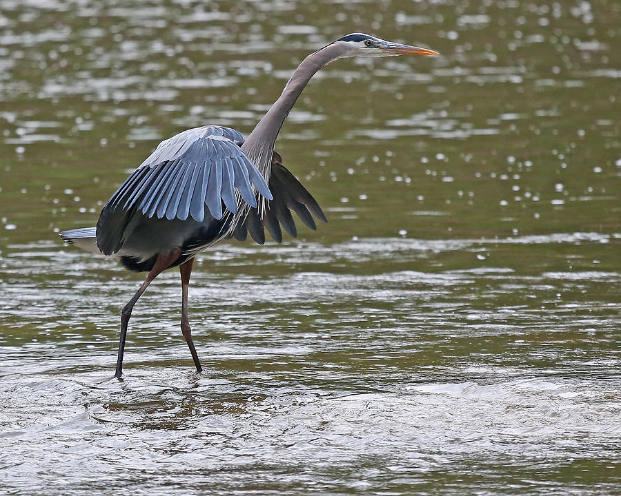 Dance of the Blue Heron Photograph by Mike Dickie - Fine Art America