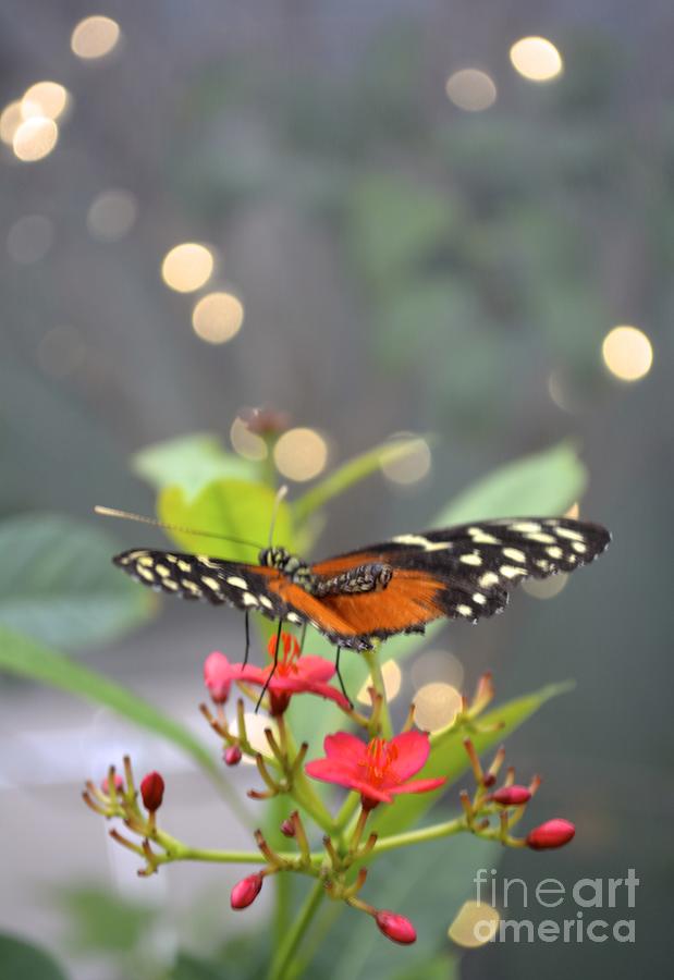 Dance of the Butterfly Photograph by Carla Carson