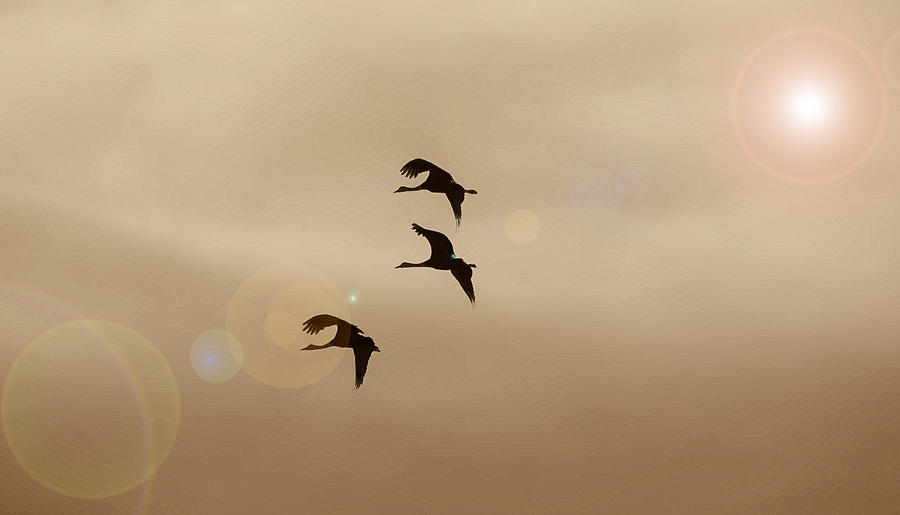 Dance of the cranes Photograph by Patricia Dennis