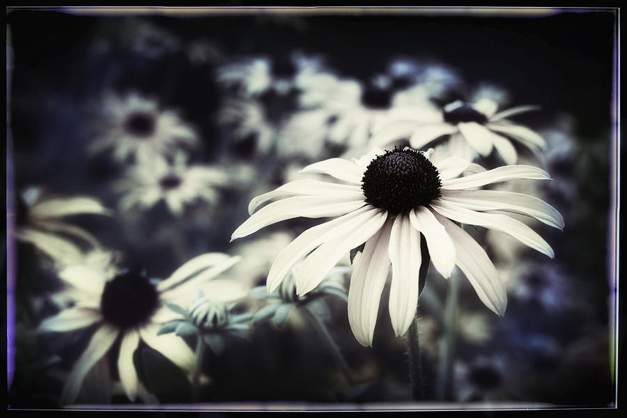 Dance of the Daisies Photograph by Darlene Kwiatkowski