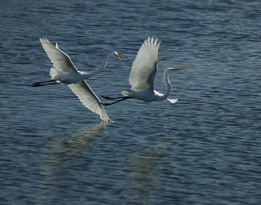Dance of the Egrets Photograph by Ernest Echols