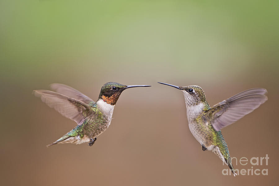 Hummingbird Photograph - Dance of the Hummingbirds by Bonnie Barry