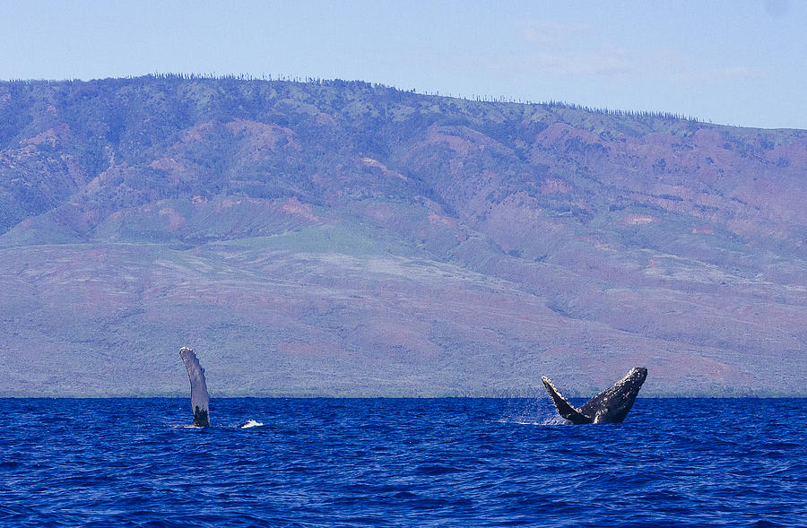 Dance of the Humpback Whales Photograph by Laura Tucker