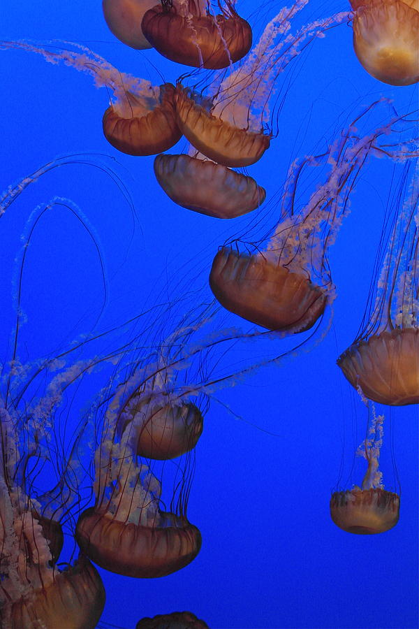 Dance of the Jellies Photograph by Michele Myers