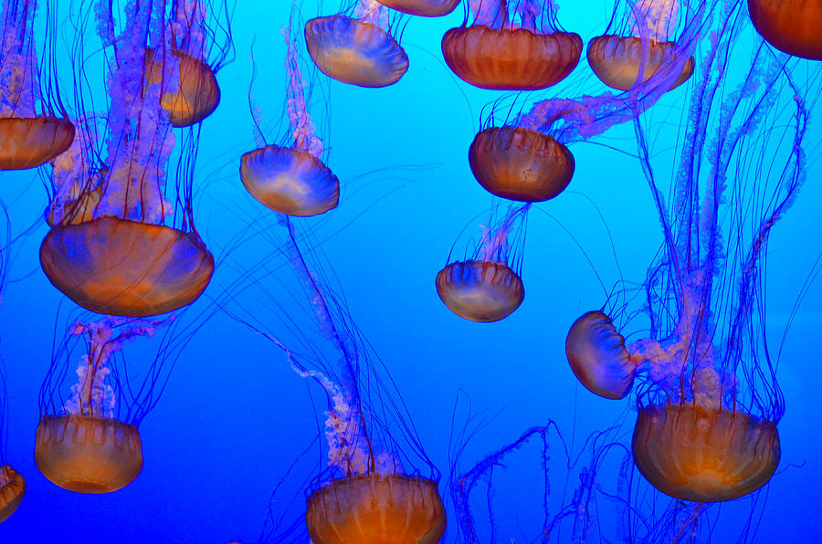 Dance of the Jellyfish Photograph by Spencer Hughes