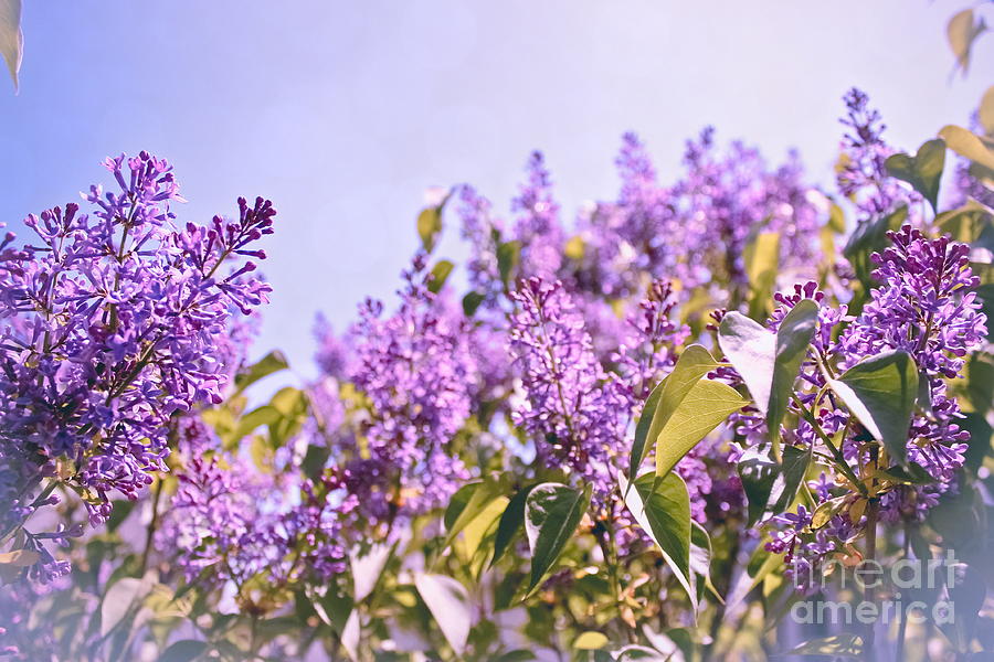Dance of the Lilacs Photograph by Colleen Kammerer