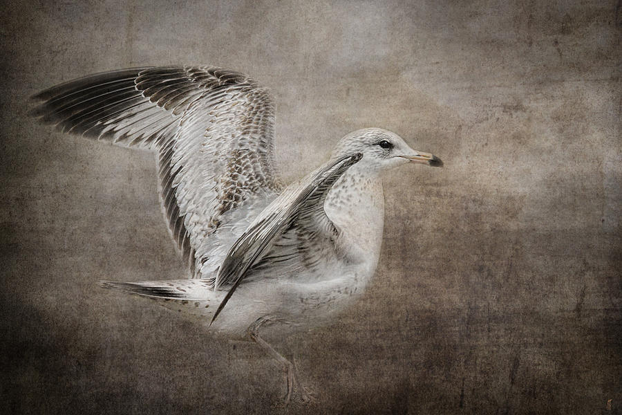 Dance of the Lone Gull Photograph by Jai Johnson