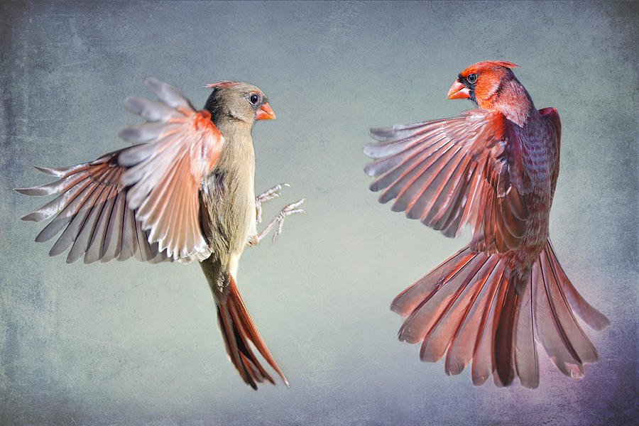 Cardinal Photograph - Dance of the Redbirds by Bonnie Barry