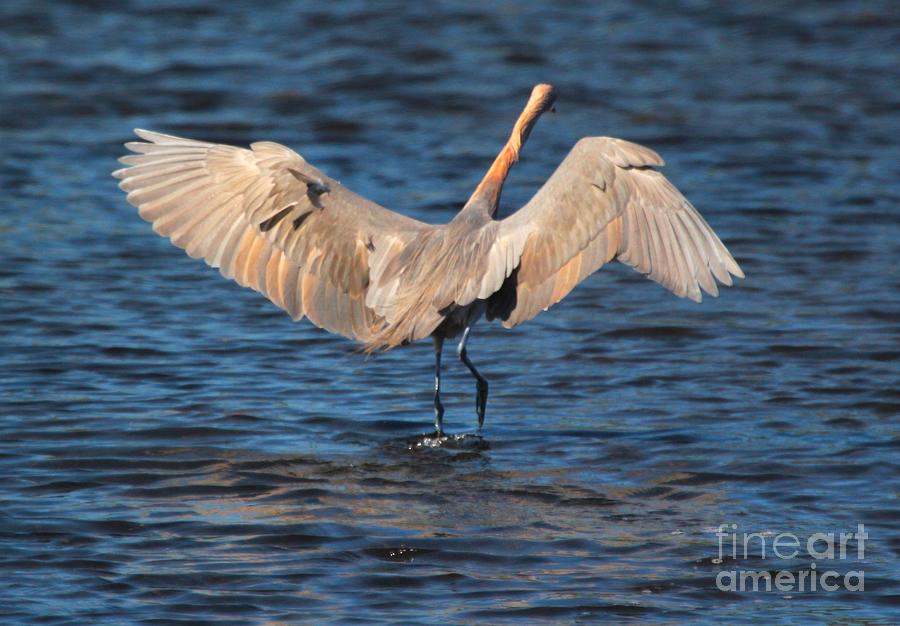 Dance Of The Reddish Egret Photograph By Gerri Ricci