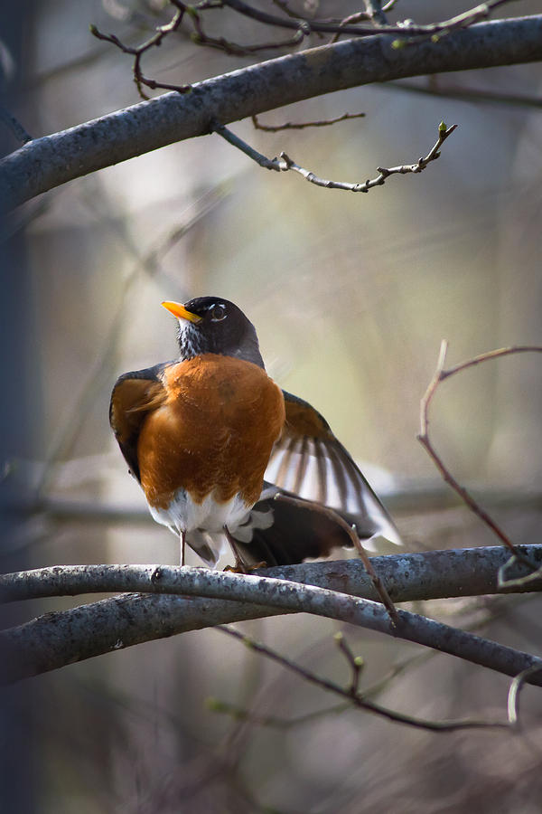 Bird Photograph - Dance Of The Robin by Annette Hugen