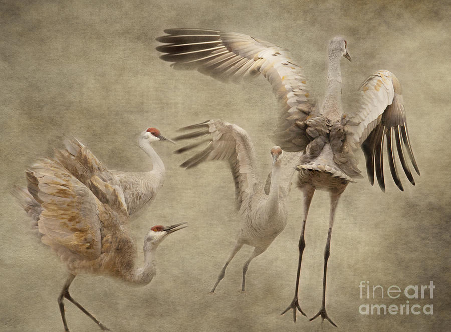 Dance of the Sandhill Crane Photograph by Pam  Holdsworth