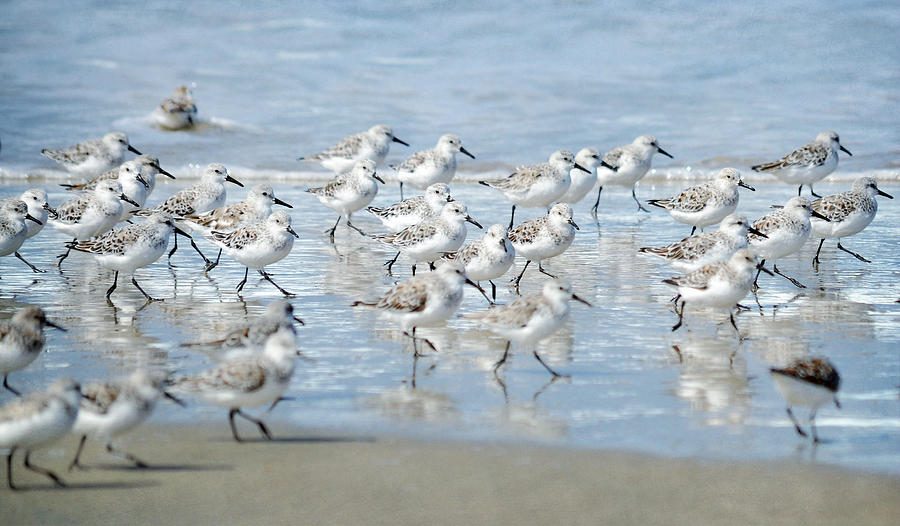 Dance Of The Sandpipers Photograph by Fraida Gutovich
