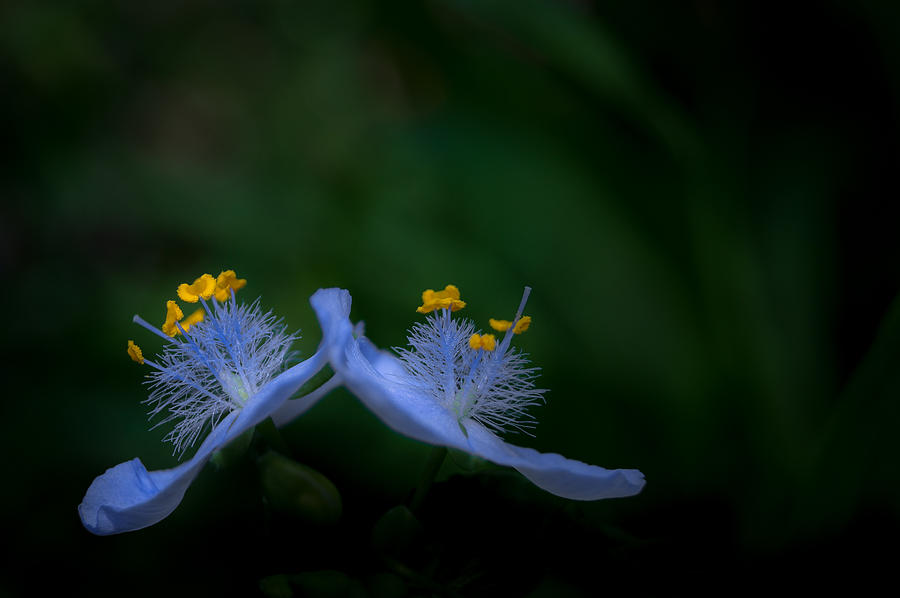 Dance With Me Photograph By Jen Baptist Fine Art America