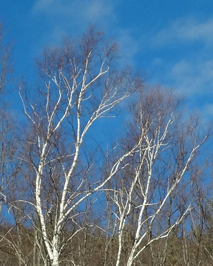 Birch Ballet in Blue Sky Photograph by Catherine Arcolio