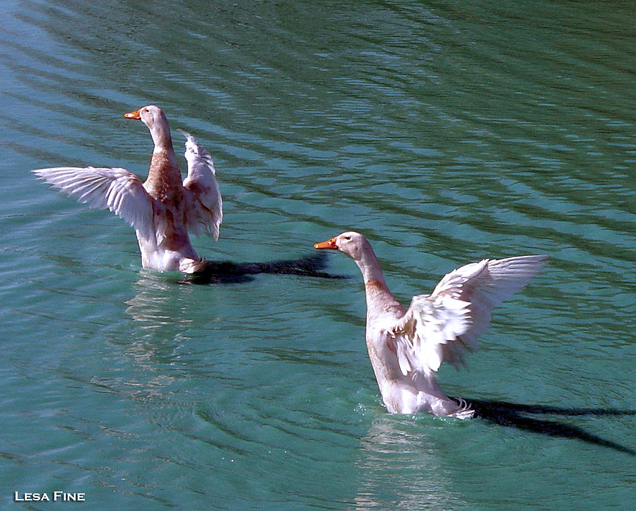 Geese Photograph - Dances on Water by Lesa Fine
