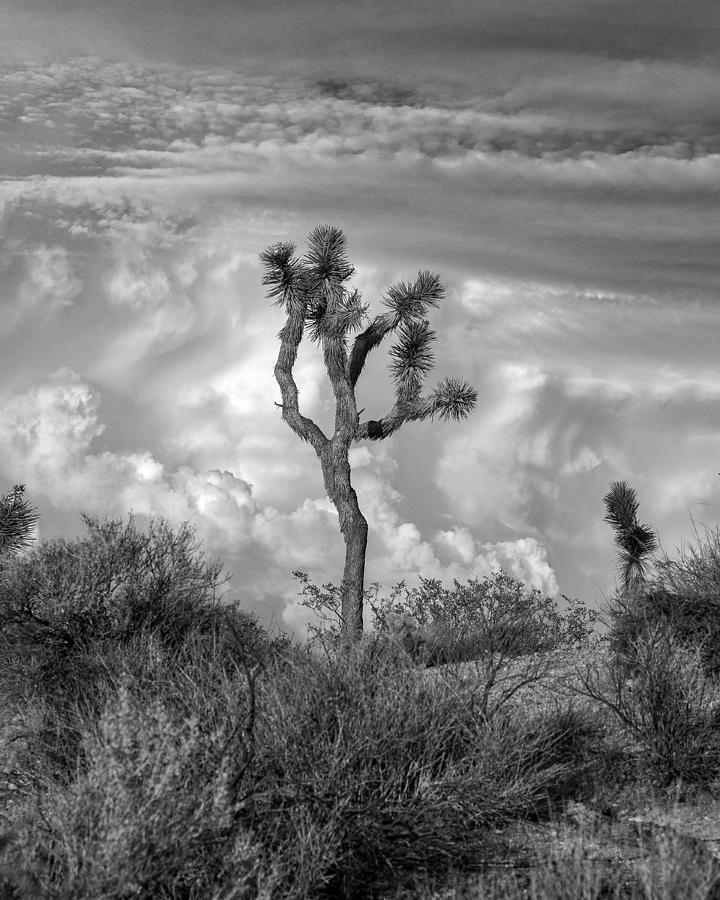 Joshua Tree National Park Photograph - Dancin in the Clouds by Peter Tellone