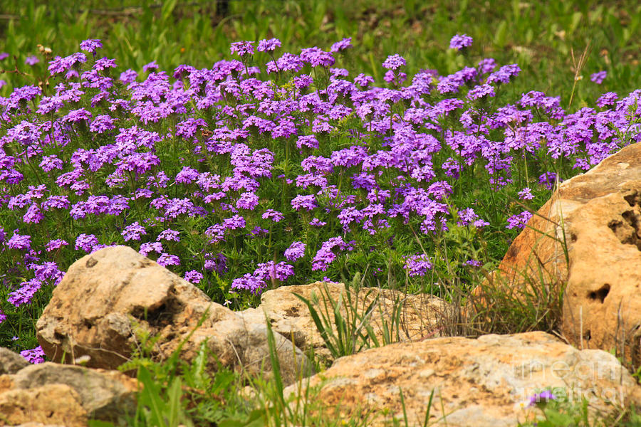 Lavender Flowers Photograph - Dancing Among Rocks by Diana Black