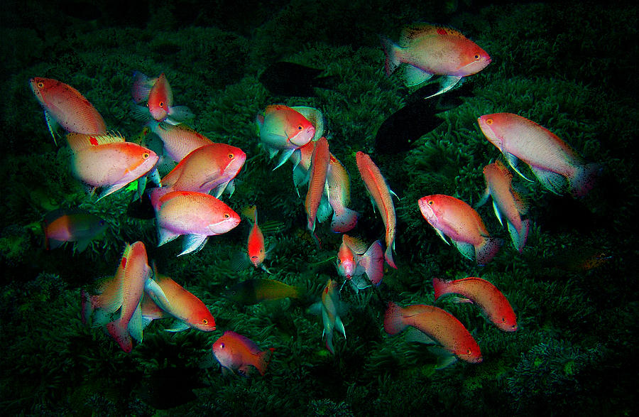 Fish Photograph - Dancing Anthias by Naoki Takyo