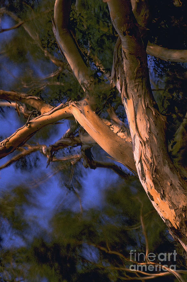 Tree Photograph - Dancing At Sunset by Cheryl Wood Tree Photograph - Dancing At Sunset by Cheryl Wood