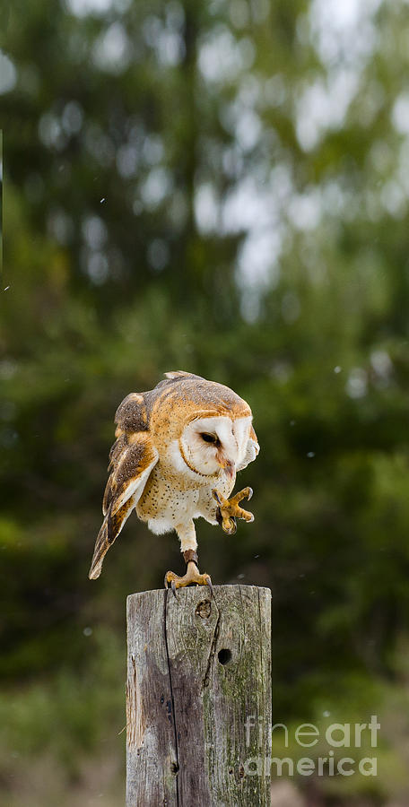 Dancing Barn Owl Photograph by Les Palenik