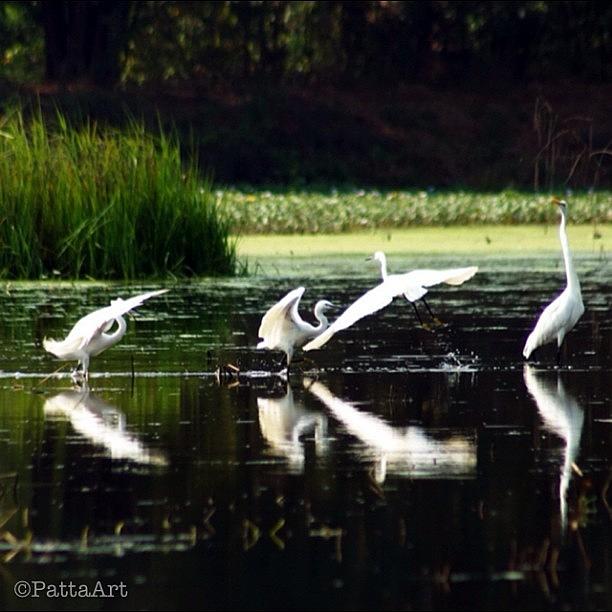 Egret Photograph - Dancing Birds #egret #bird #birdlover by Patta Vangtal