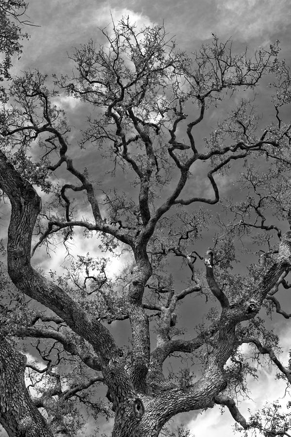 Dancing Branches B W Photograph by Jemmy Archer