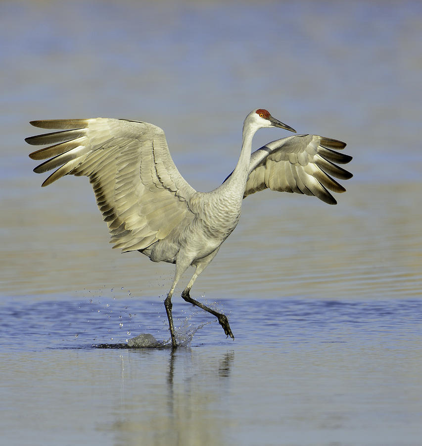 Dancing Crane Photograph by Allan Rube | Fine Art America