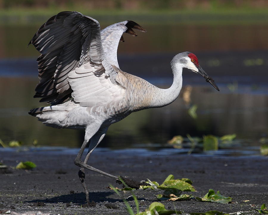 Dancing Crane Photograph by Erin Tucker