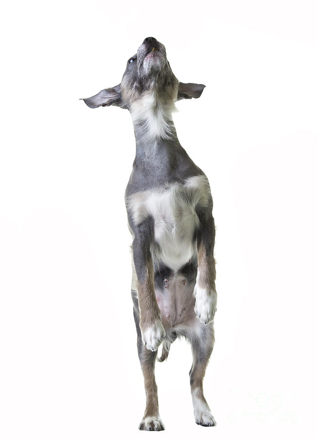 Dancing Dog Photograph by Edward Fielding