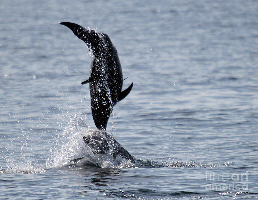 Dolphin Photograph - Dancing Dolphins by Bob Hislop
