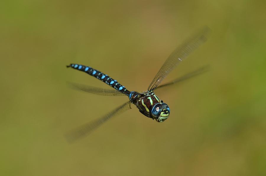 Dancing Dragonfly Photograph by Anna Gardner - Fine Art America