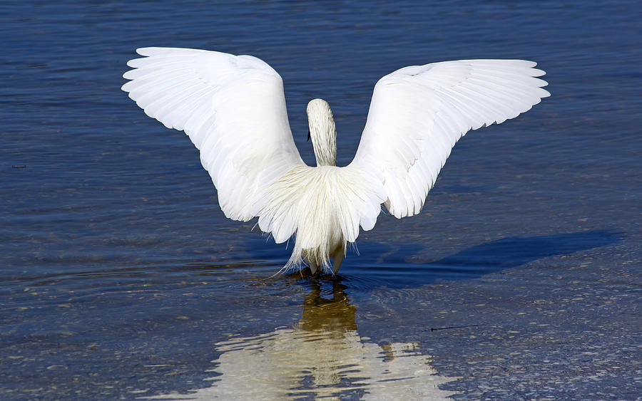 Dancing Egret Photograph by Kenneth Albin