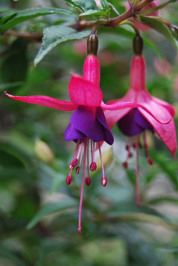  Dancing  Flower  Photograph by Riad Art