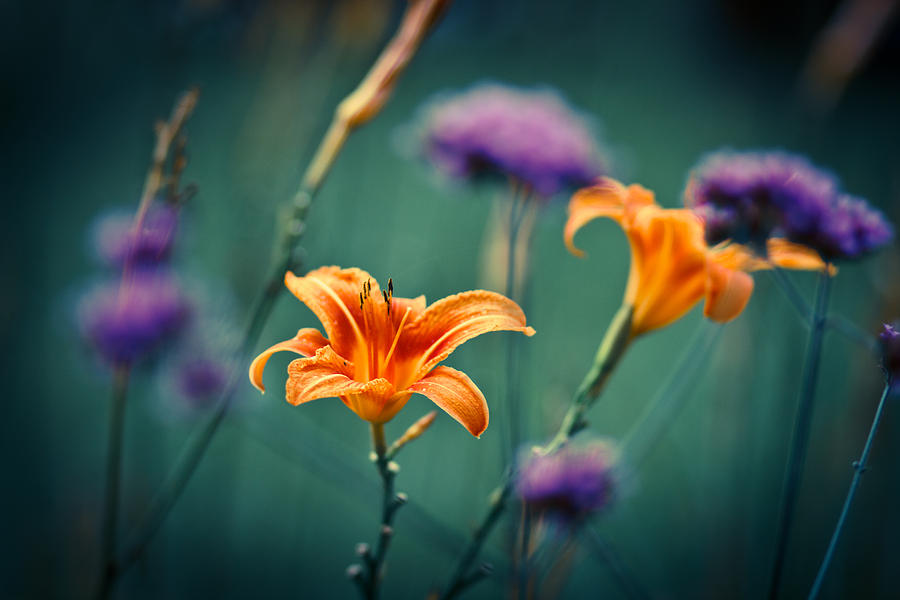 Dancing Flowers Photograph by Shane Holsclaw