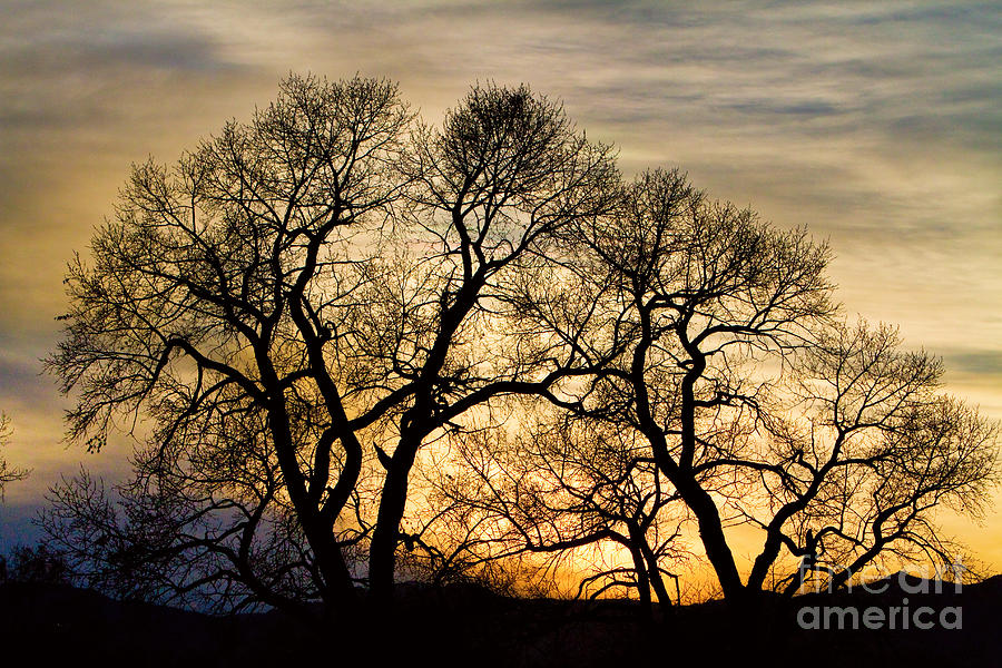Dancing Forest Trees In The Golden Light  Photograph by James BO Insogna
