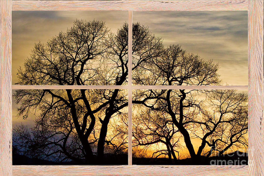 Dancing Forest Trees Picture Window Frame Photo Art View Photograph by James BO Insogna