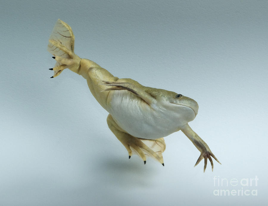 Dancing frog by Dan Suzio Dancing frog by Dan Suzio