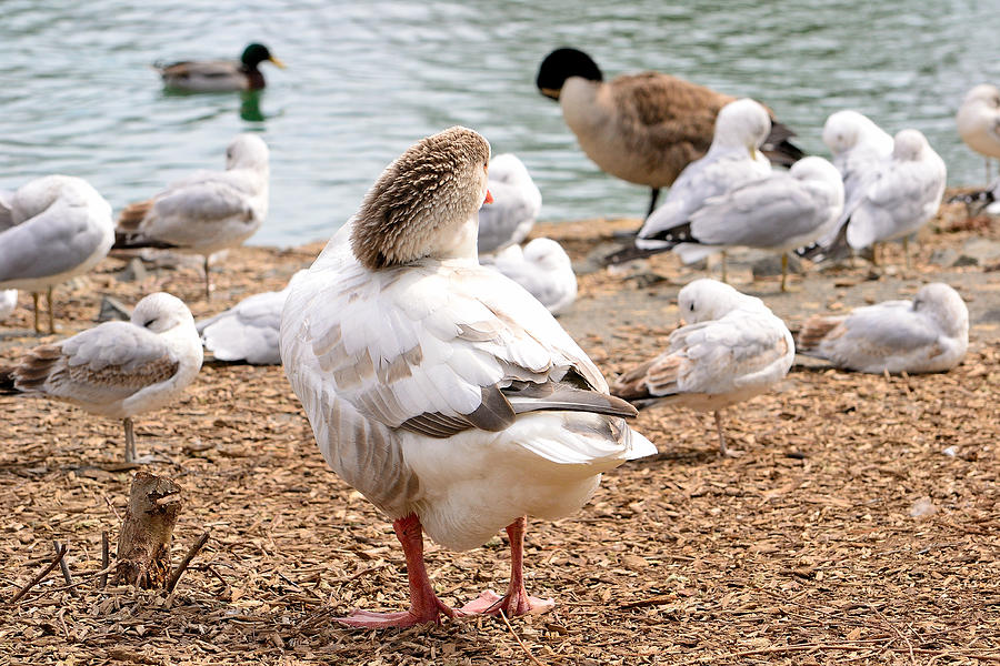 Dancing Goose 3 Photograph by Robert Gross - Fine Art America