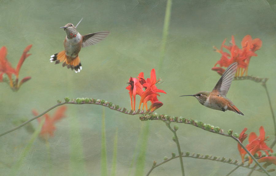 Hummingbird Photograph - Dancing in the Flowers by Angie Vogel