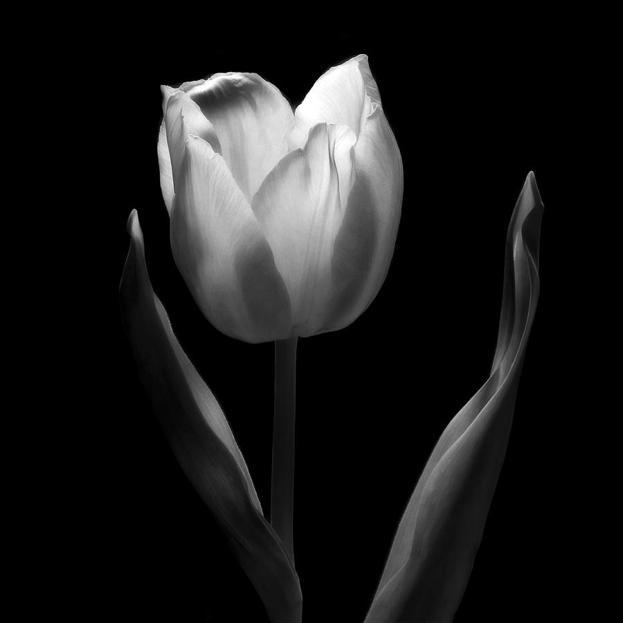 Abstract Black And White Tulips Flowers Art Work Photography Photograph by Nadja Drieling - Flower- Garden and Nature Photography - Art Shop
