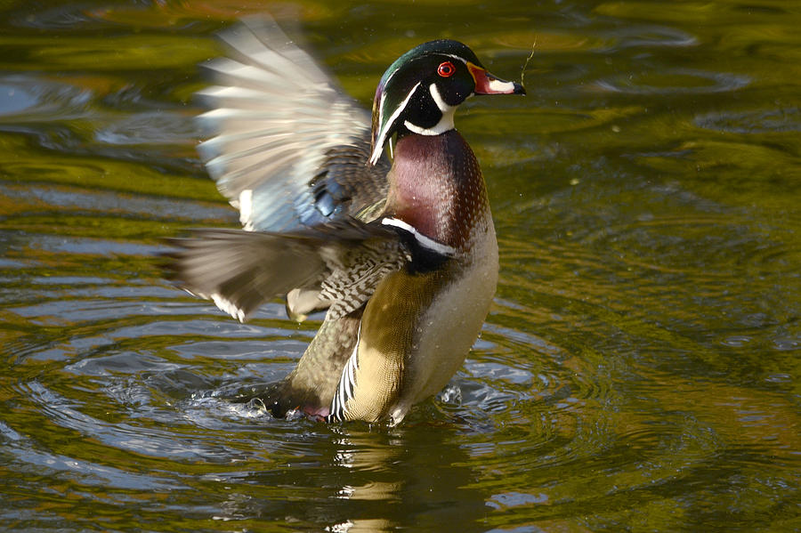 Dancing in the Sunlight II Photograph by Ann Bridges
