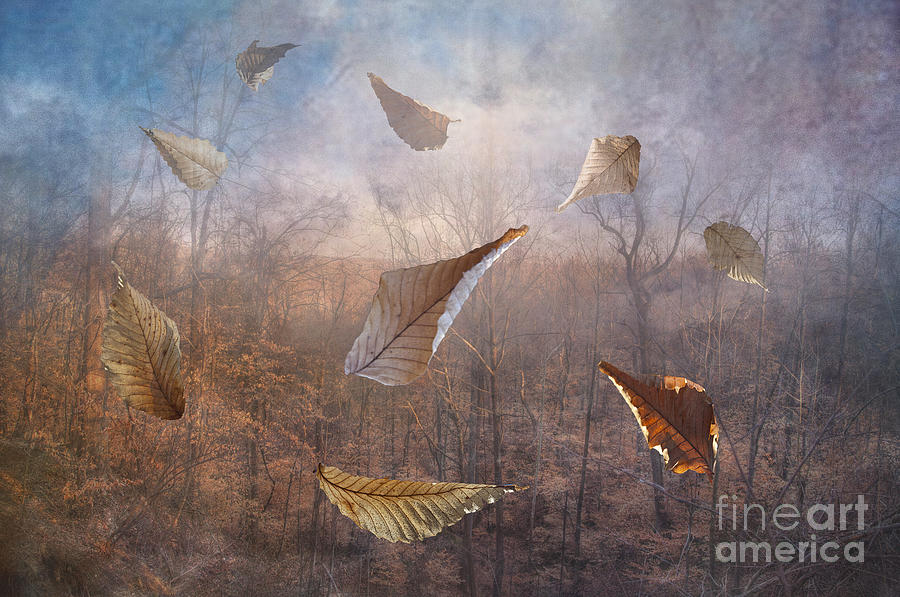 2013 Photograph - Dancing Leaves by Larry Braun 2013 Photograph - Dancing Leaves by Larry Braun