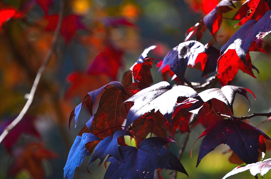 Dancing Light Photograph by Lisa e Williams - Fine Art America