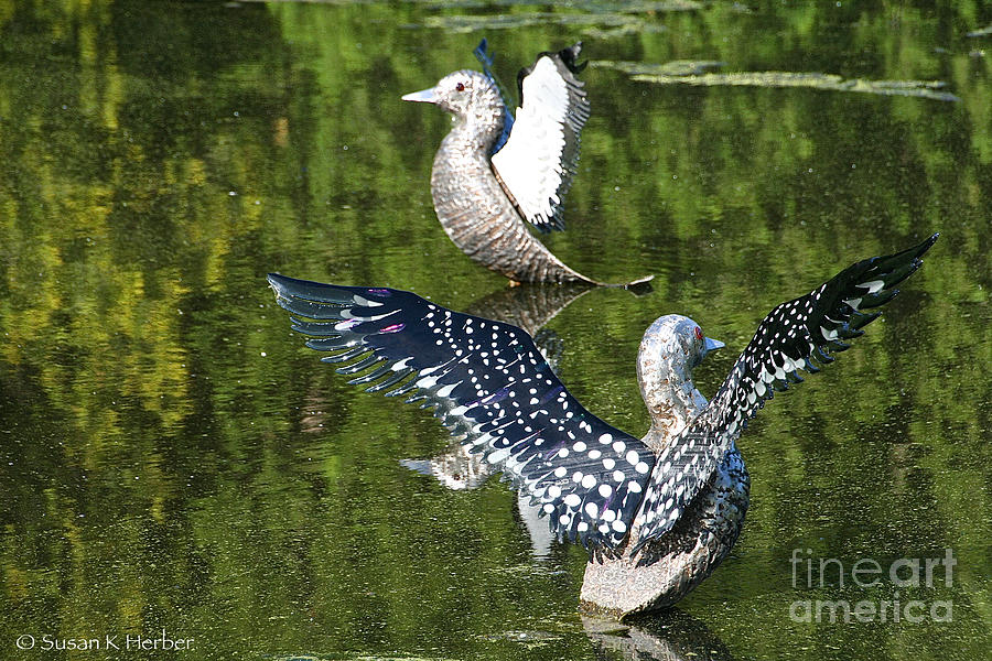 Dancing Loons Photograph by Susan Herber